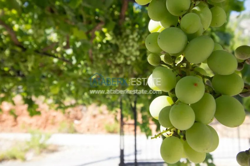 Detached villa with pool and garden from the owner 37 