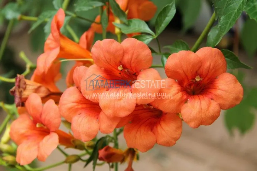 Apartments in the center of Alanya by the sea 22 